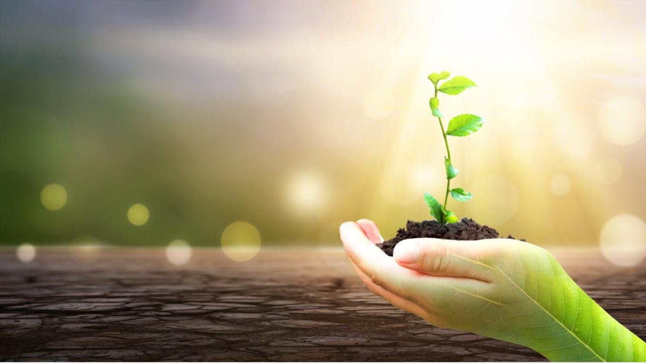 Ifrs foundation considers sustainability standards board